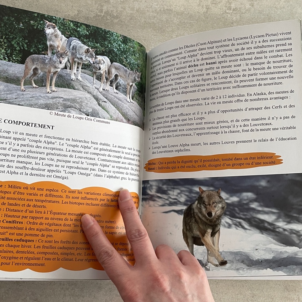 Editions Adonalia Le Loup & Les Félins livret de zoo animaux enfants - Picture 7 of 9